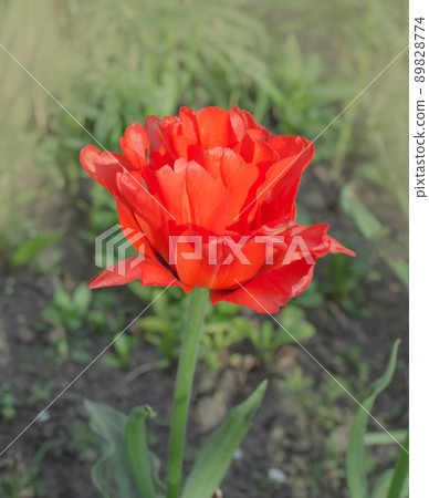 Double red peony tulip Emblazon 89828774