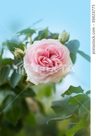 Summer beautiful pink roses flower. Summer beautiful pink roses flower. 89828775
