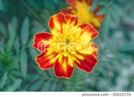 French marigold maroon and orange bicolor flowers. French marigold maroon and orange bicolor flowers. 89828776