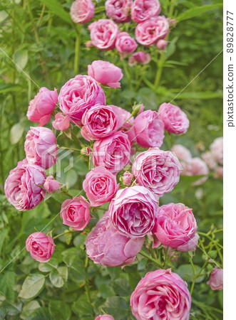 Pink rose flower Pink rose flower 89828777