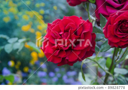 Red rose flower background. Red rose flower background. 89828778