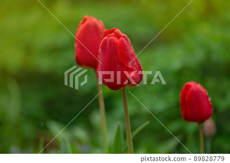 Red colorful tulip Red colorful tulip 89828779