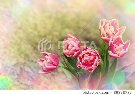 Red and white bicolour tulip Wirosa Red and white bicolour tulip Wirosa 89828782