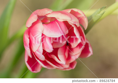 Red and white bicolour tulip Wirosa Red and white bicolour tulip Wirosa 89828784