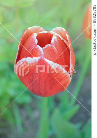 Red tulips in spring landscape. Red tulips background. Red tulips in spring landscape. Red tulips background. 89828785
