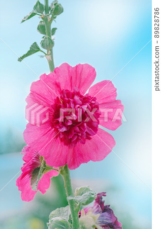 Terry mallow garden plant Terry mallow garden plant 89828786