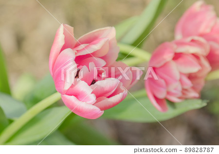 Red and white bicolour tulip Wirosa Red and white bicolour tulip Wirosa 89828787
