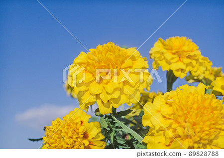 French yellow marigold. French yellow marigold. 89828788