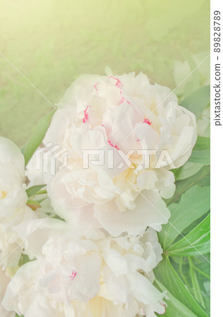 White peony flower. White peony in the garden White peony flower. White peony in the garden 89828789