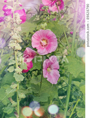 Pink hollyhock are blooming. Alcea rosea growth Pink hollyhock are blooming. Alcea rosea growth 89828790