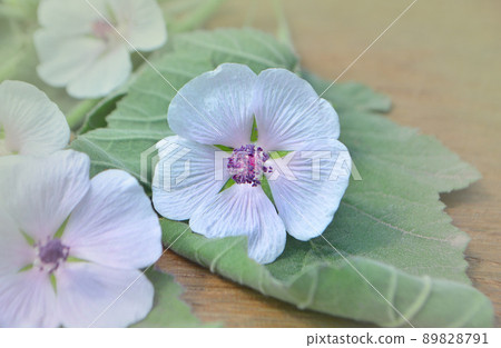 Marshmallow. Althaea officinalis 89828791