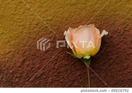 Orange rose growing. Orange rose growing. 89828792