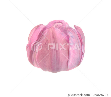 Isolated pink tulip Isolated pink tulip 89828795
