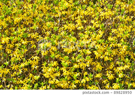 黃色連翹樹籬（春季，三月） 89828950