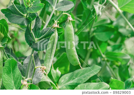Fresh green pea pods 89829003
