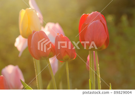 Red tulip in garden. Colorful field of red tulips 89829004