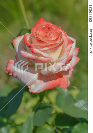 Rose Nostalgie in the garden. Rose Nostalgie in the garden. 89829021