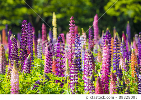 羽扇豆 羽扇豆 89829093