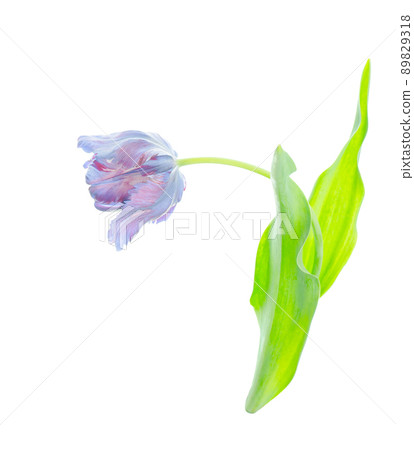 Purple tulip isolated. Ultraviolet tulip on white. Purple tulip isolated. Ultraviolet tulip on white. 89829318