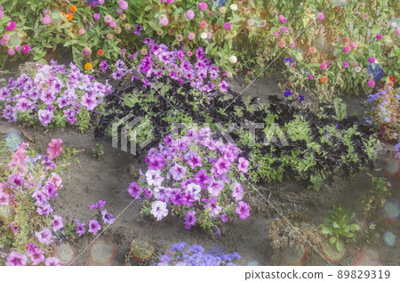 Blooming petunia flowers on flowerbed. Blooming petunia flowers on flowerbed. 89829319