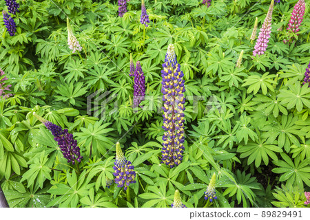  Lupine 89829491