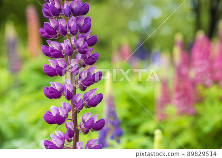  Lupine 89829514