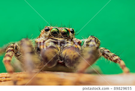 Extreme magnification - Jumping spider portrait, front view 89829655