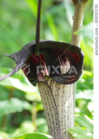 你在釣魚嗎？天南星花 89830339