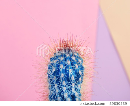 Beautiful bright cactus on color background, closeup 89830389