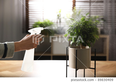 Woman spraying Ficus benjamina indoors, closeup. Home plant Woman spraying Ficus benjamina indoors, closeup. Home plant 89830409
