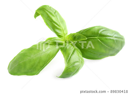 Fresh green basil leaves isolated on white 89830418