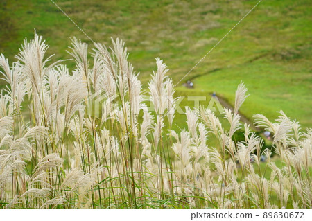 曾二高原的蒲葦（奈良縣宇田區曾二村） 89830672