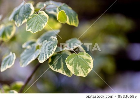 Variegated Marubanoki (Ena Nishiki) leaves 89830689
