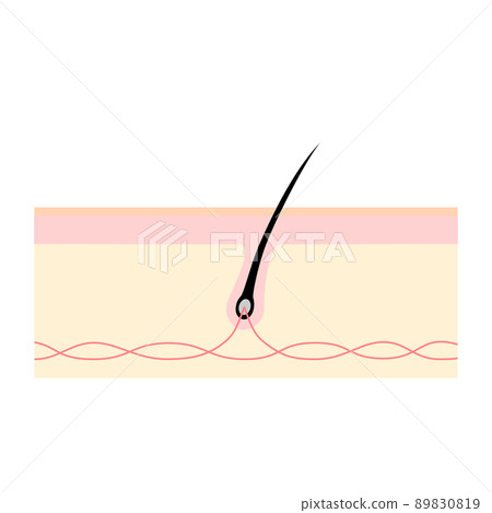 Cross section of the scalp. Image illustration of healthy hair. 89830819