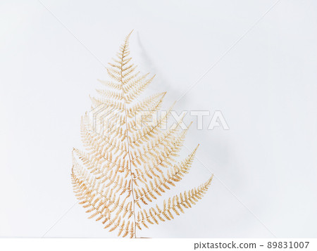 Golden fern isolated on white background. Minimal botany background. Golden fern isolated on white background. Minimal botany background. 89831007