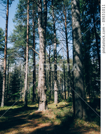 Forest mountains trees scenery. Beautiful vertical vintage trees forest. Forest mountains trees scenery. Beautiful vertical vintage trees forest. 89831011