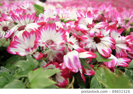 the Dimorphotheca ecklonis or Osteospermum or African Daisy flowers in full bloom 89831328