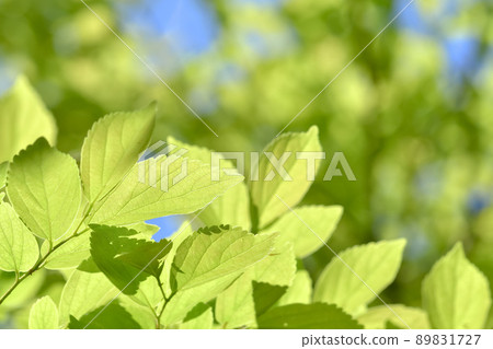 Cherish green Cherish green 89831727