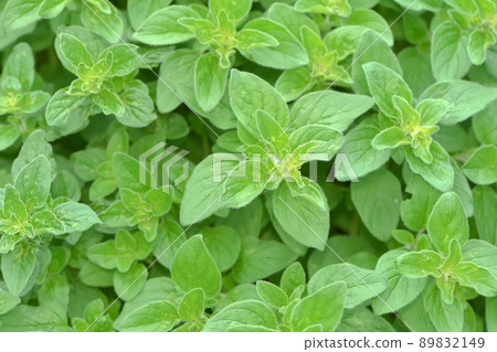 Oregano 89832149