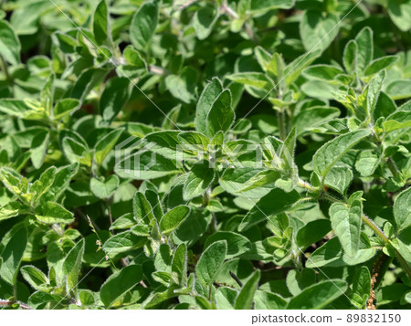 牛至 牛至 89832150