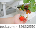Hands of a young child harvesting strawberries 89832550