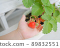 Hands of a young child harvesting strawberries 89832551