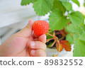 Hands of a young child harvesting strawberries 89832552