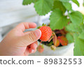 Hands of a young child harvesting strawberries 89832553
