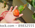 Hands of a young child harvesting strawberries 89832555