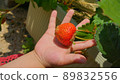 Hands of a young child harvesting strawberries 89832556