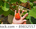 Hands of a young child harvesting strawberries 89832557