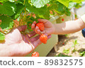 Parent-child hands harvesting strawberries 89832575