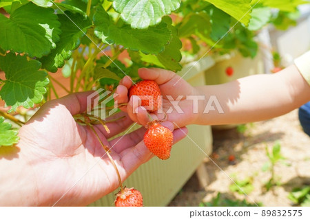 親子手採草莓 89832575