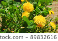 Dandelion flower 89832616